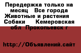 Передержка только на месяц - Все города Животные и растения » Собаки   . Кемеровская обл.,Прокопьевск г.